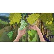 Borsi szüretel (Ringató) - Diafilm