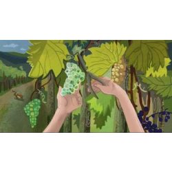 Borsi szüretel (Ringató) - Diafilm