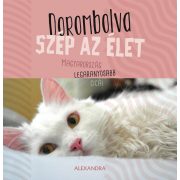   Dorombolva szép az élet - Magyarország legaranyosabb cicái