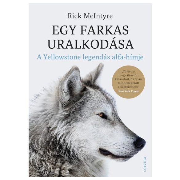 Egy farkas uralkodása - A Yellowstone legendás alfa-hímje