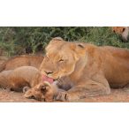 Állatok és kicsinyeik - Diafilm