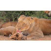 Állatok és kicsinyeik - Diafilm