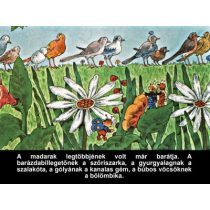 A nagyravágyó feketerigó - Diafilm