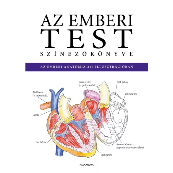 Az emberi test színezőkönyve